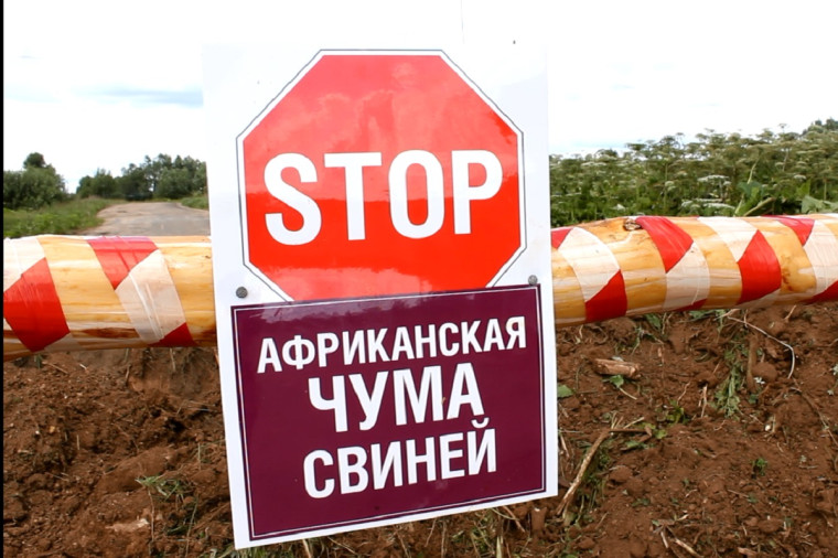 Борьба с АЧС: меры предосторожности. Борьба с АЧС: меры предосторожности.
